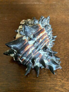 Vintage Natural SEA SHELL SPIDER CONCH SHELL 3" Long